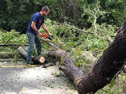 Best Tree Preservation Services  in Hillsville, VA